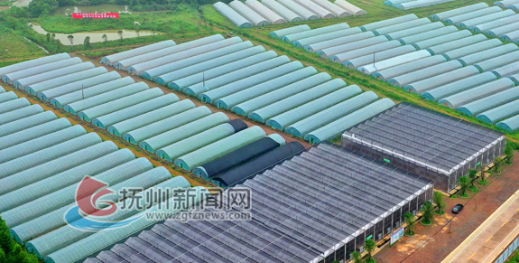 近年来,东乡区红星垦殖场积极调整农业产业结构,大力推广高效,绿色的