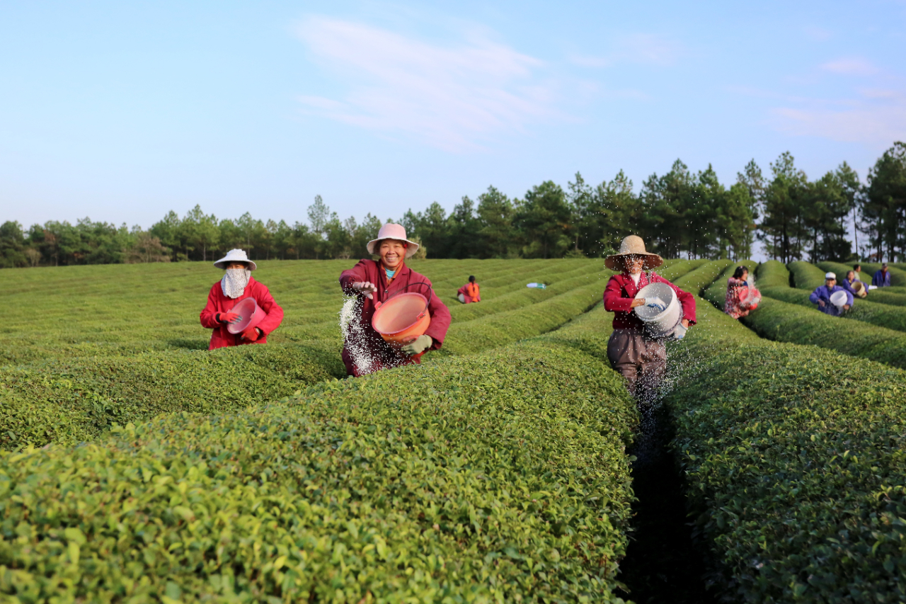 江西省抚州市金溪县华侨管理区枫山生态茶园,茶农们正忙着给茶树施肥