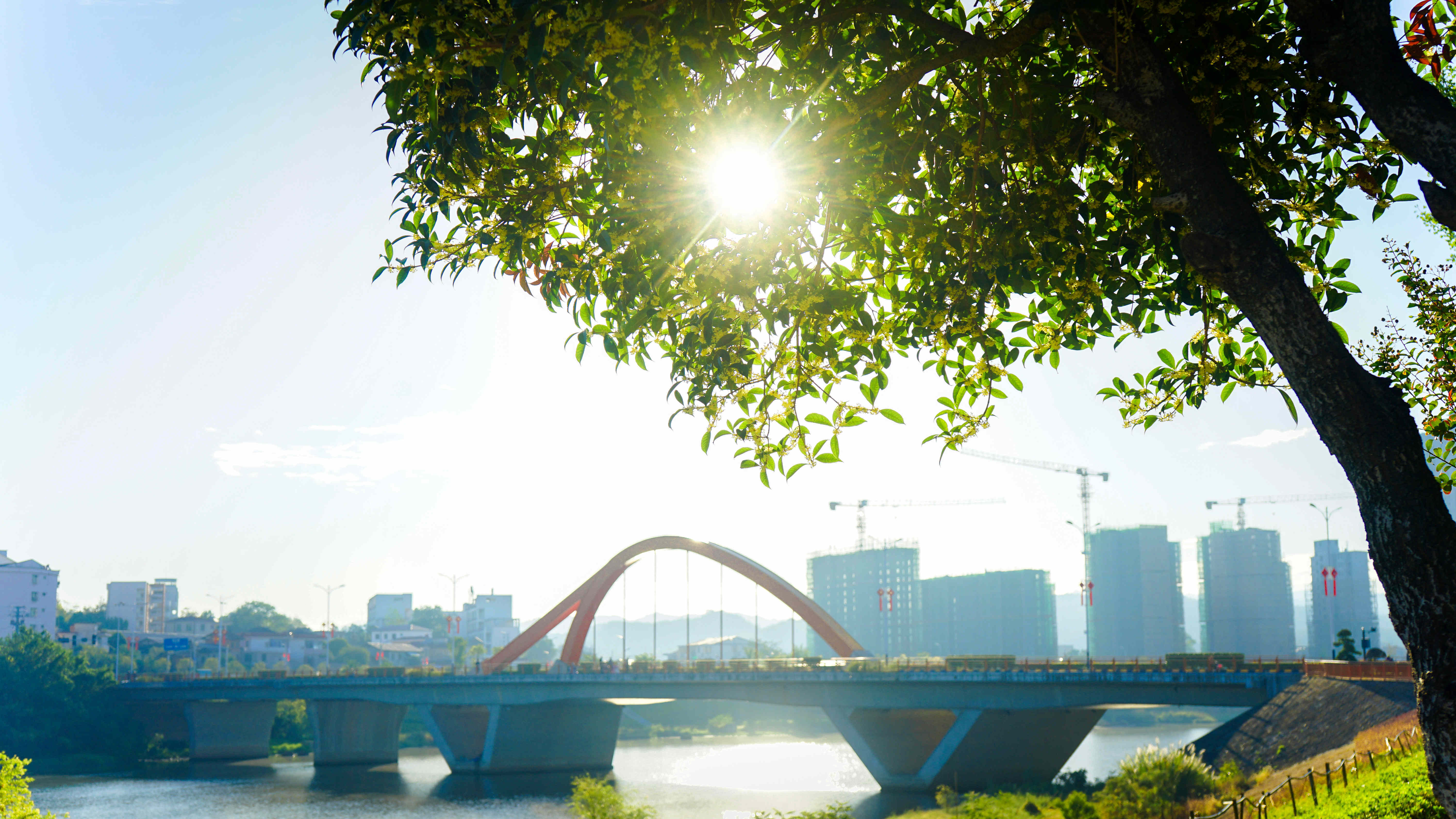 连日来,广昌县的秋色愈渐浓郁,在县城的公园,绿地,街头,桂花处处