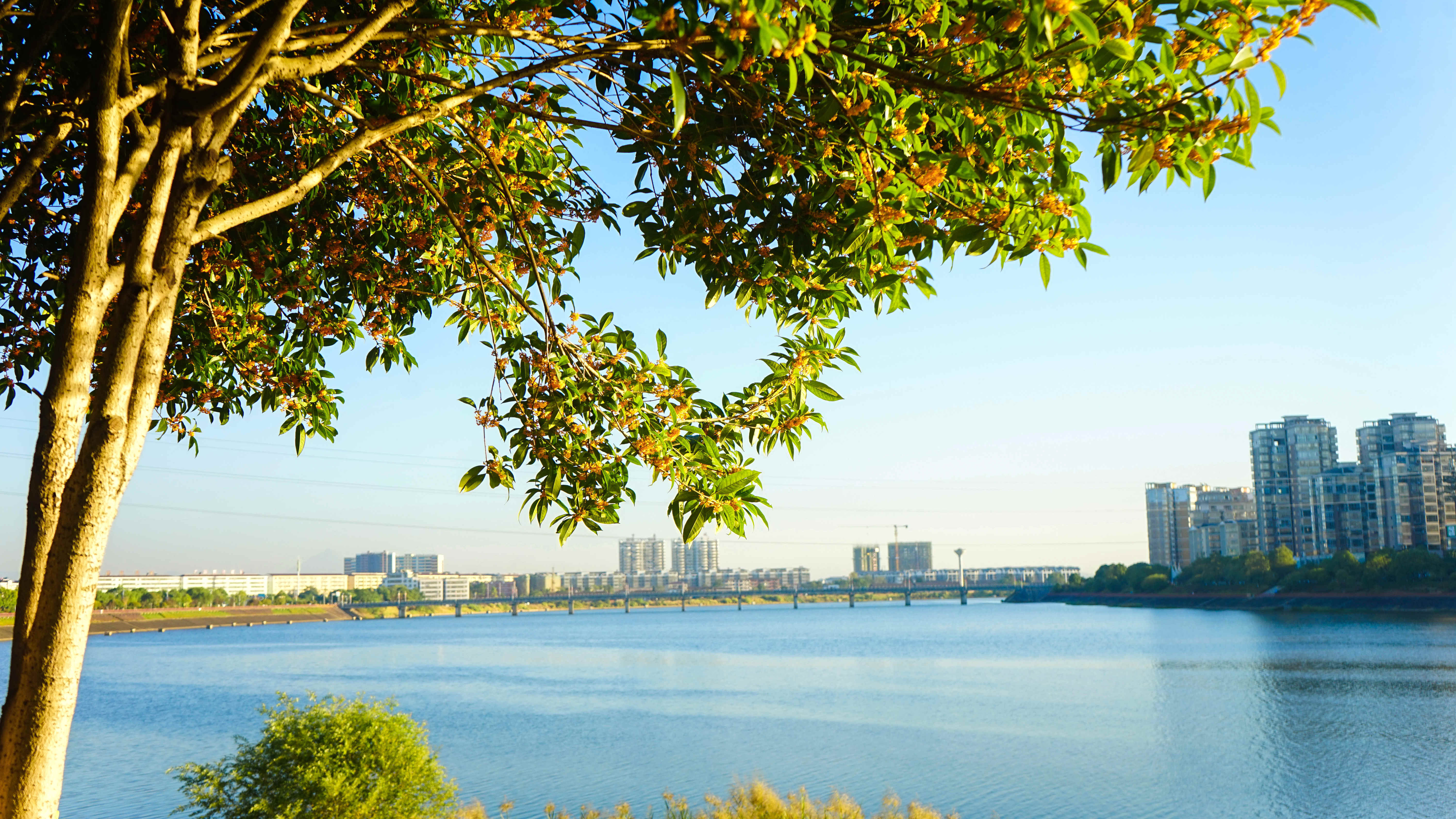 连日来,广昌县的秋色愈渐浓郁,在县城的公园,绿地,街头,桂花处处