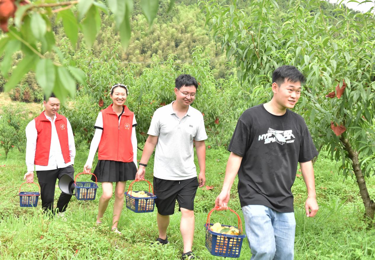 德胜镇黄桃喜丰收助农正当时