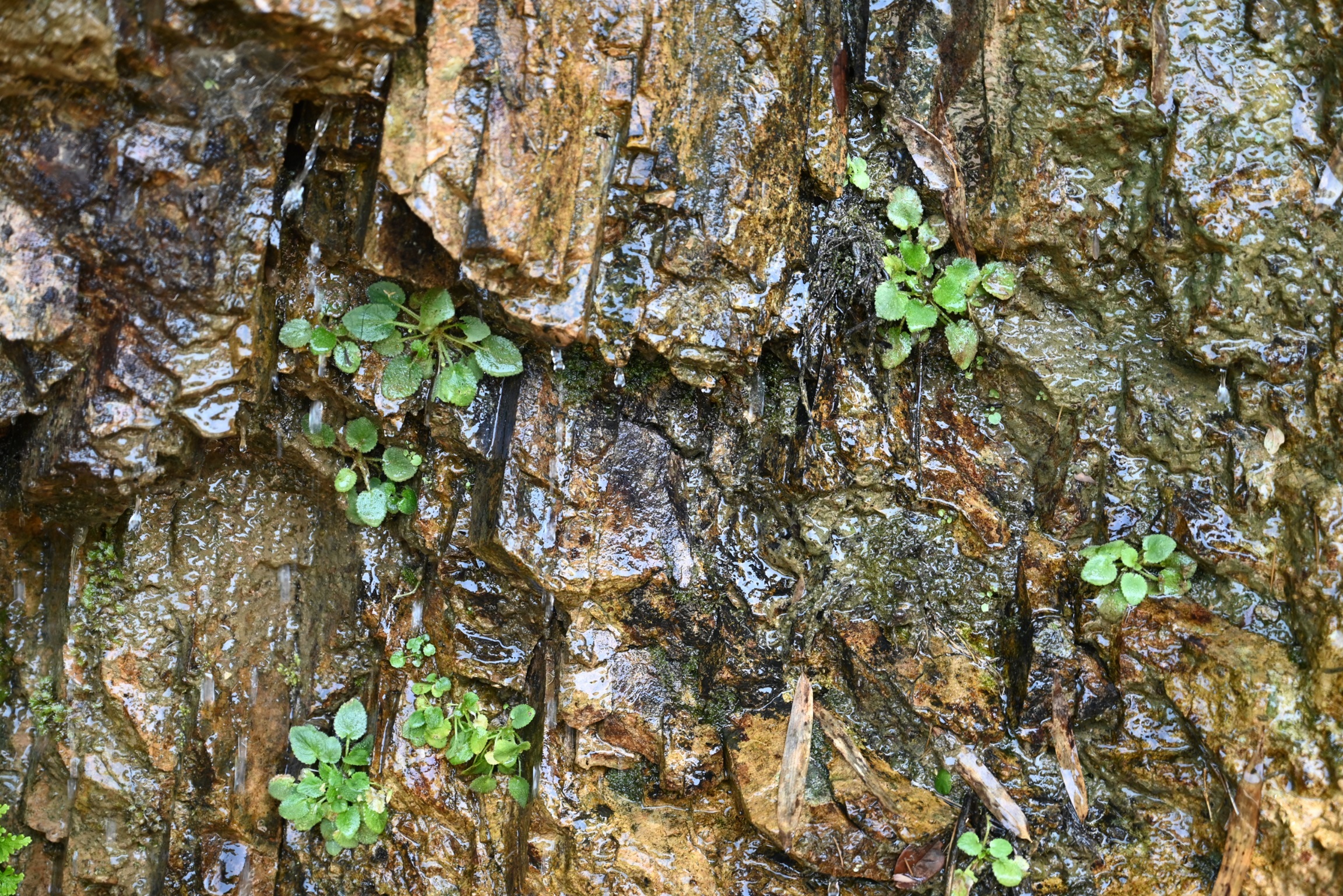 资溪马头山国家级自然保护区发现植物新物种"庆瑞堇菜"